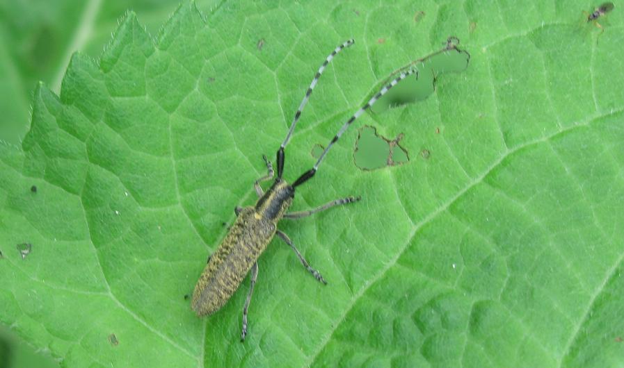 Agapanthia villosoviridescens